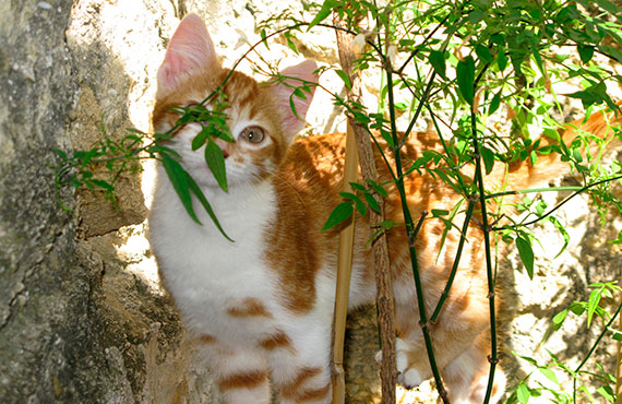 Bienfaits de la spiruline pour les animaux de compagnie